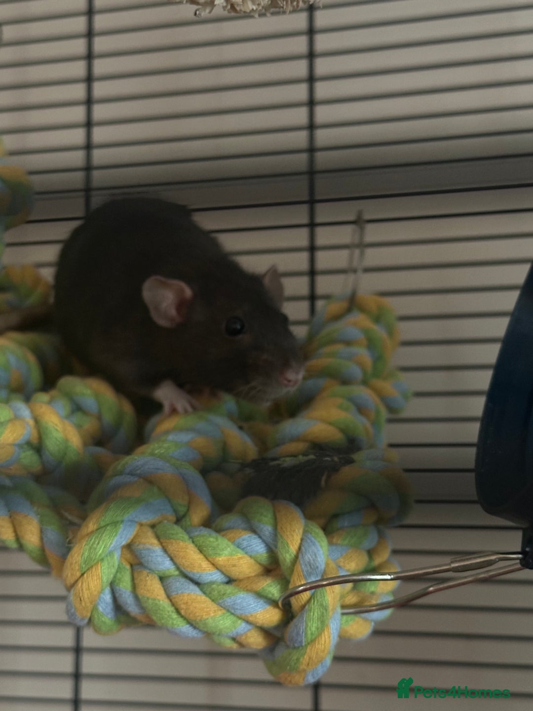 Rat rodents for sale: Female Pair of Rats - Image 2