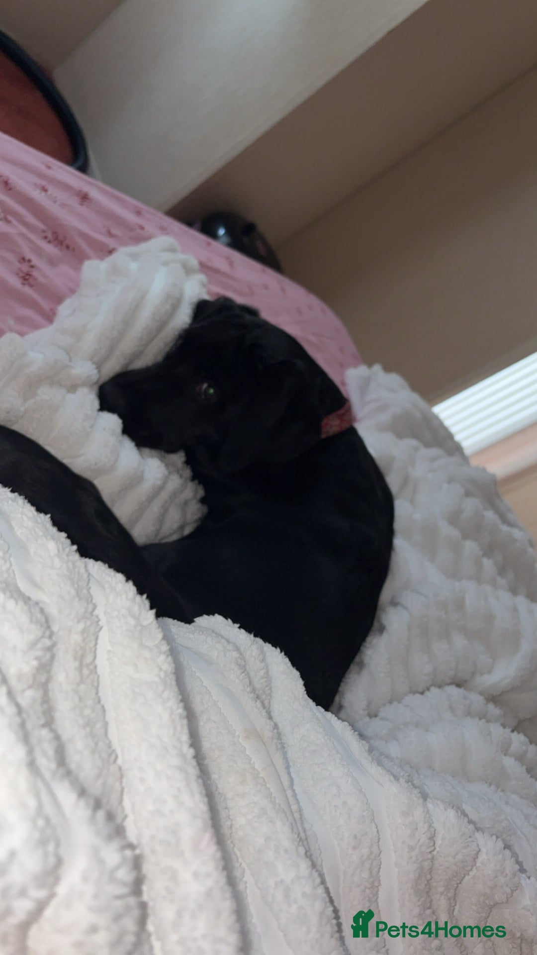 Springador dogs for sale: One black Springadore  - Advert 5