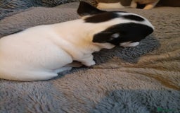 Chihuahua dogs for sale: KC Chihuahua puppies  - Image 9