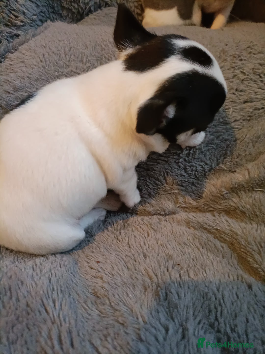 Chihuahua dogs for sale: KC Chihuahua puppies  - Image 9