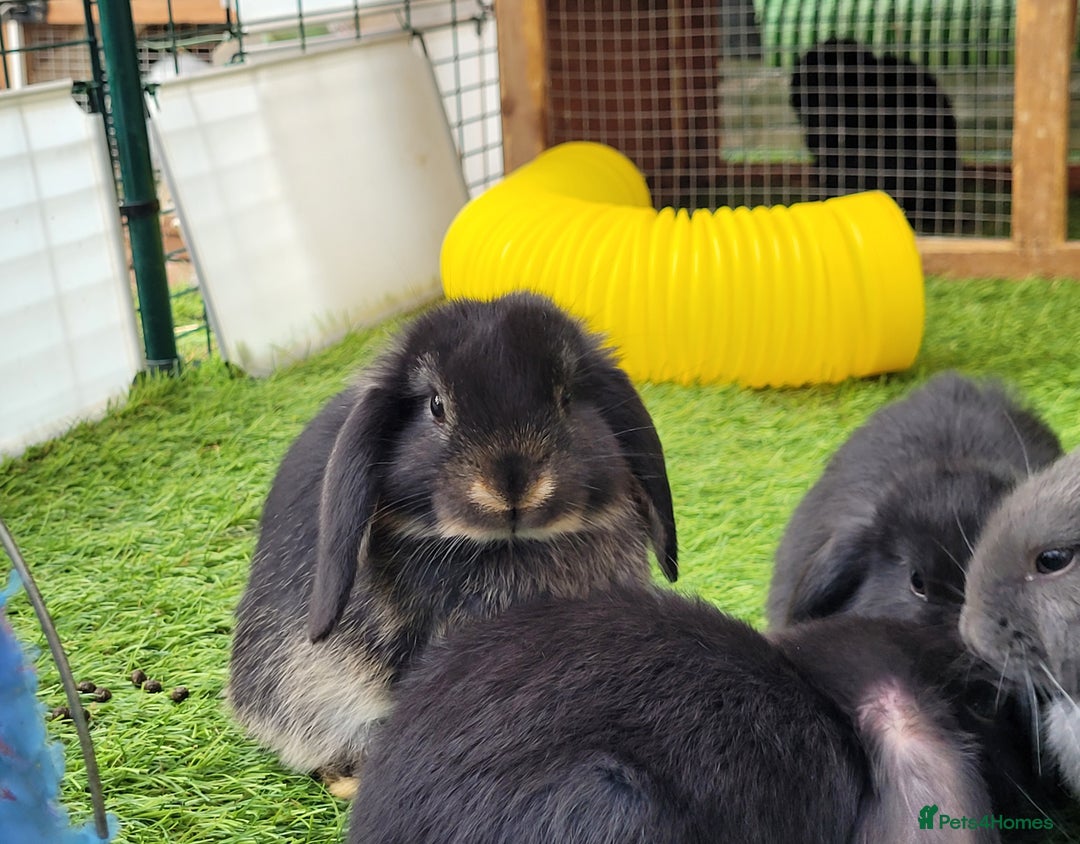 Mini Lop rabbits for sale: Beautiful Mini Lops - READY TO LEAVE  - Image 28