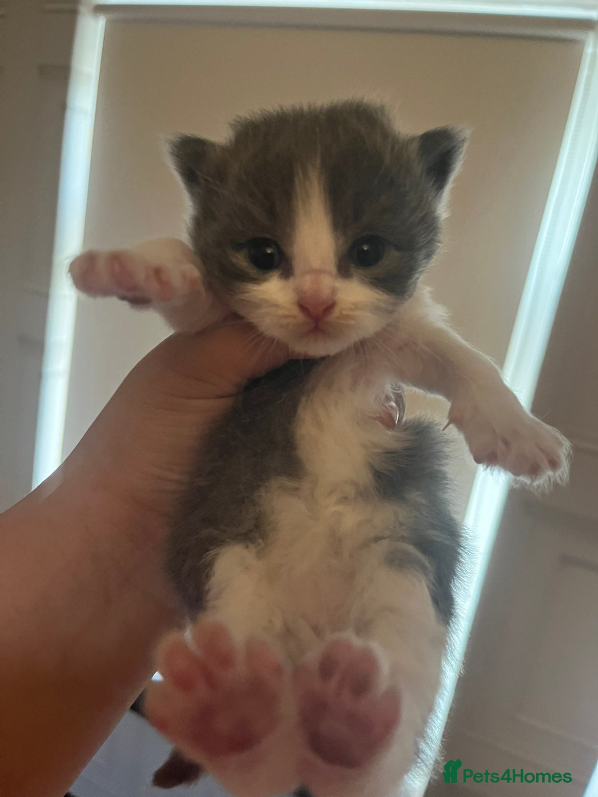 Mixed Breed cats BSH X RAGDOLLS X SCOTTISH FOLD - Advert 1