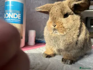 Mini Lop rabbits Pure mini lop - Advert 3