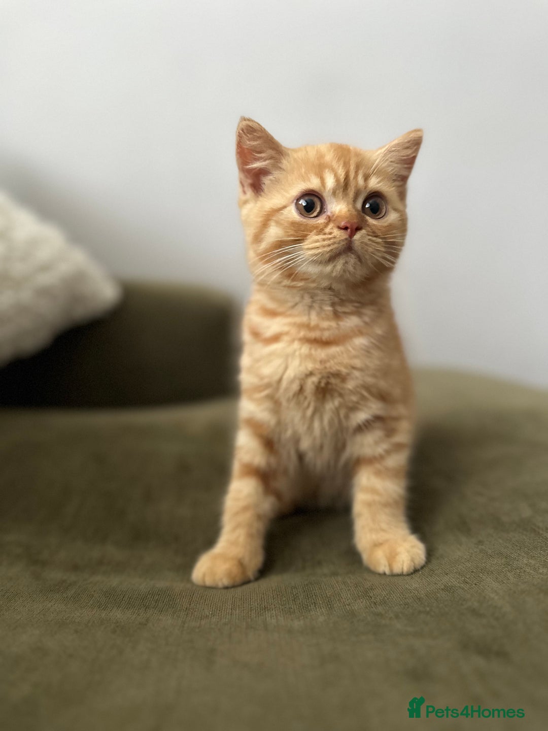 British Shorthair cats for sale: Chocolate and Red British Shorthair and Longhair - Image 10