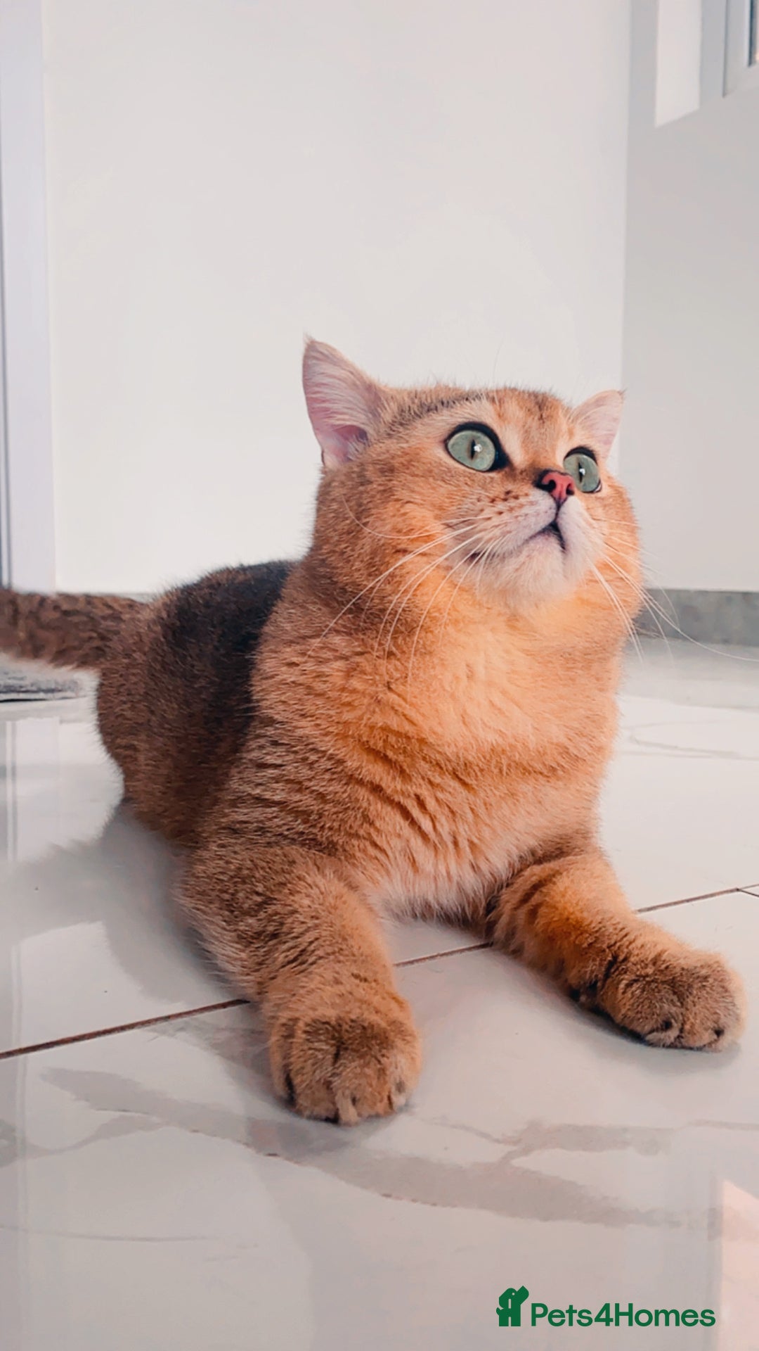 British Shorthair cats for sale: British Shorthair up for adoption  - Advert 5