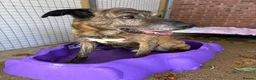 Mixed Breed dogs for adoption: Camel - Advert 5