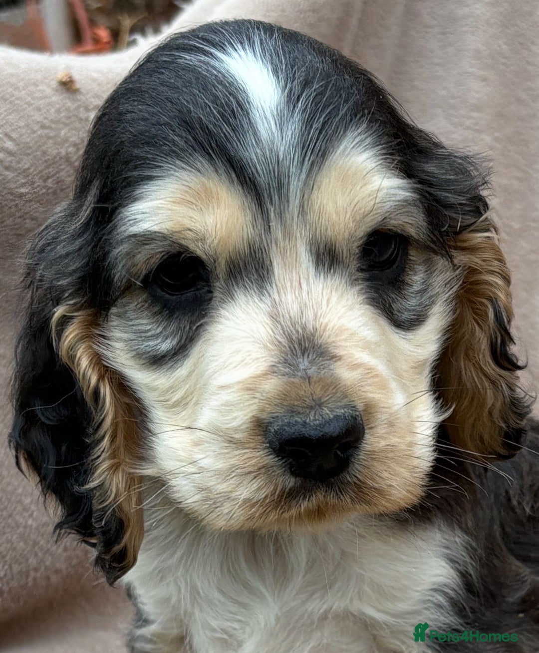 Cocker Spaniel dogs for sale: Show cocker spaniel puppies  - Image 4