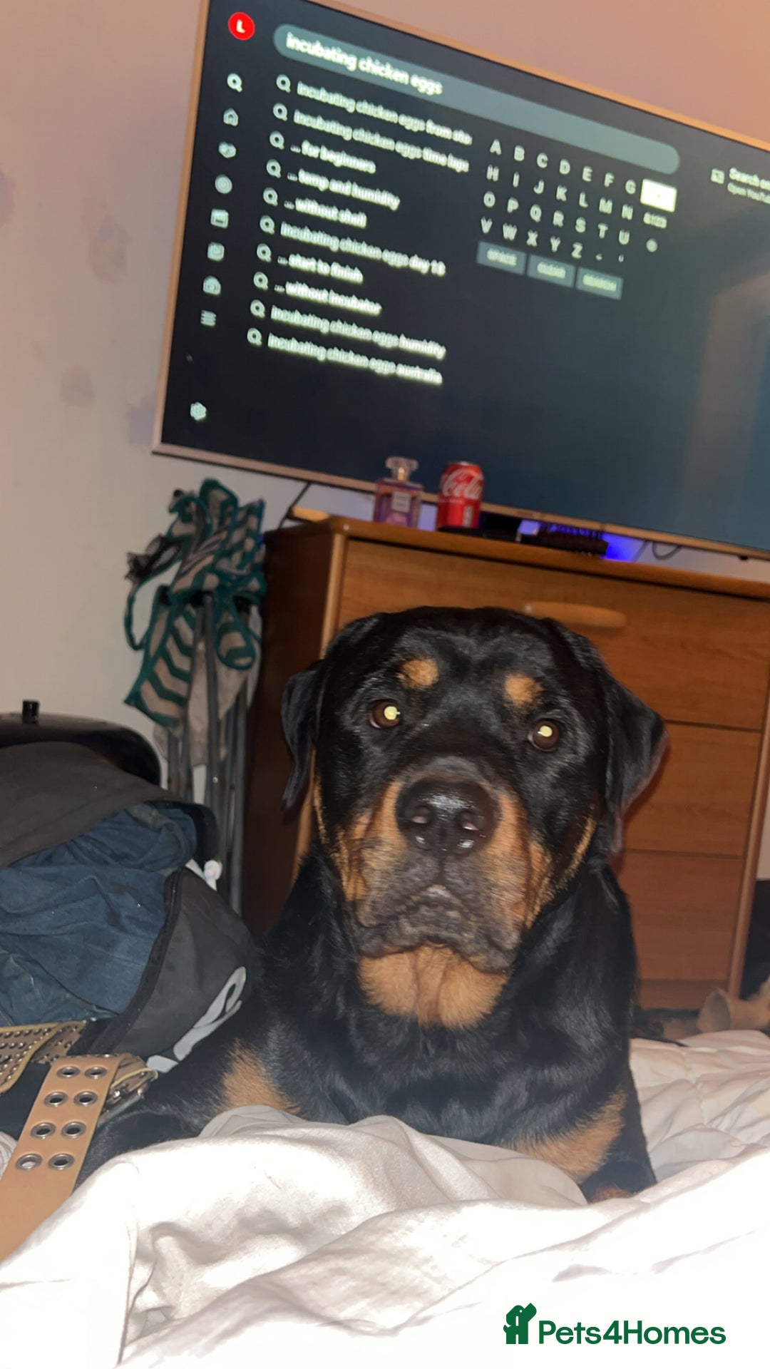 Rottweiler dogs for sale: Chop the Rottweiler  - Advert 7