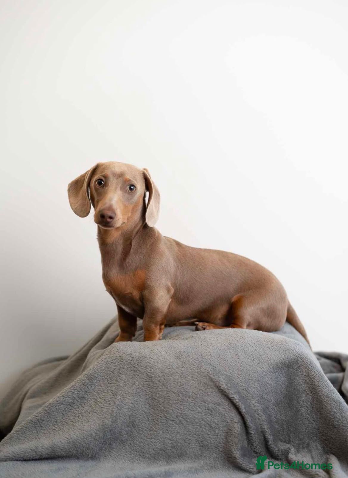 Miniature Dachshund dogs 💙Isabella miniature dachshund💙 - Advert 5