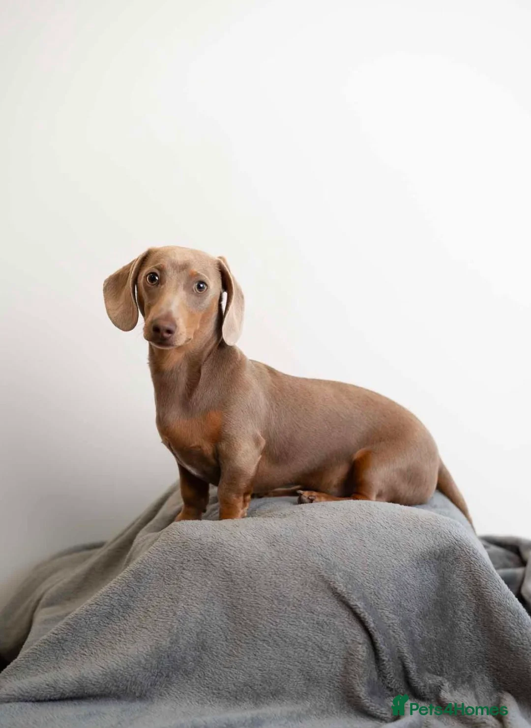 Miniature Dachshund dogs for stud: 💙Isabella miniature dachshund💙 in Reading - Advert 1