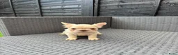 French Bulldog dogs for sale: REDUCED FlOODLE /French bulldogs - Advert 26