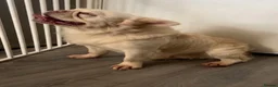 French Bulldog dogs for sale: Platinum carrying Pink fluffy frenchie  - Advert 5