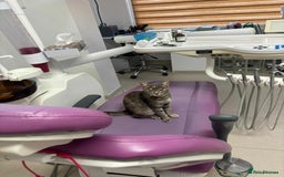 Mixed Breed cats for adoption: Catarina for adoption - Advert 7