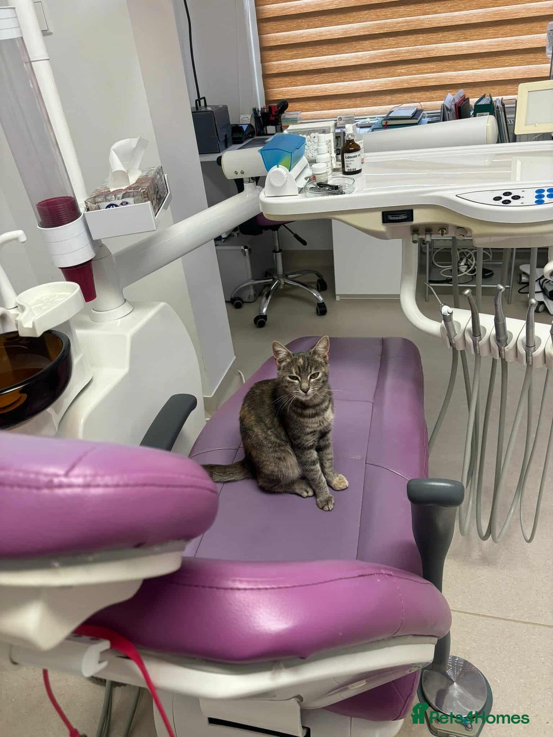 Mixed Breed cats for adoption: Catarina for adoption - Advert 7