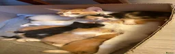 Mixed Breed cats for sale: Beautiful 7 Mixed Breed Kittens  - Advert 3