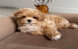 Maltipoo dogs for sale: Beautiful Best Friends Maltipoo toy puppies - Image 8