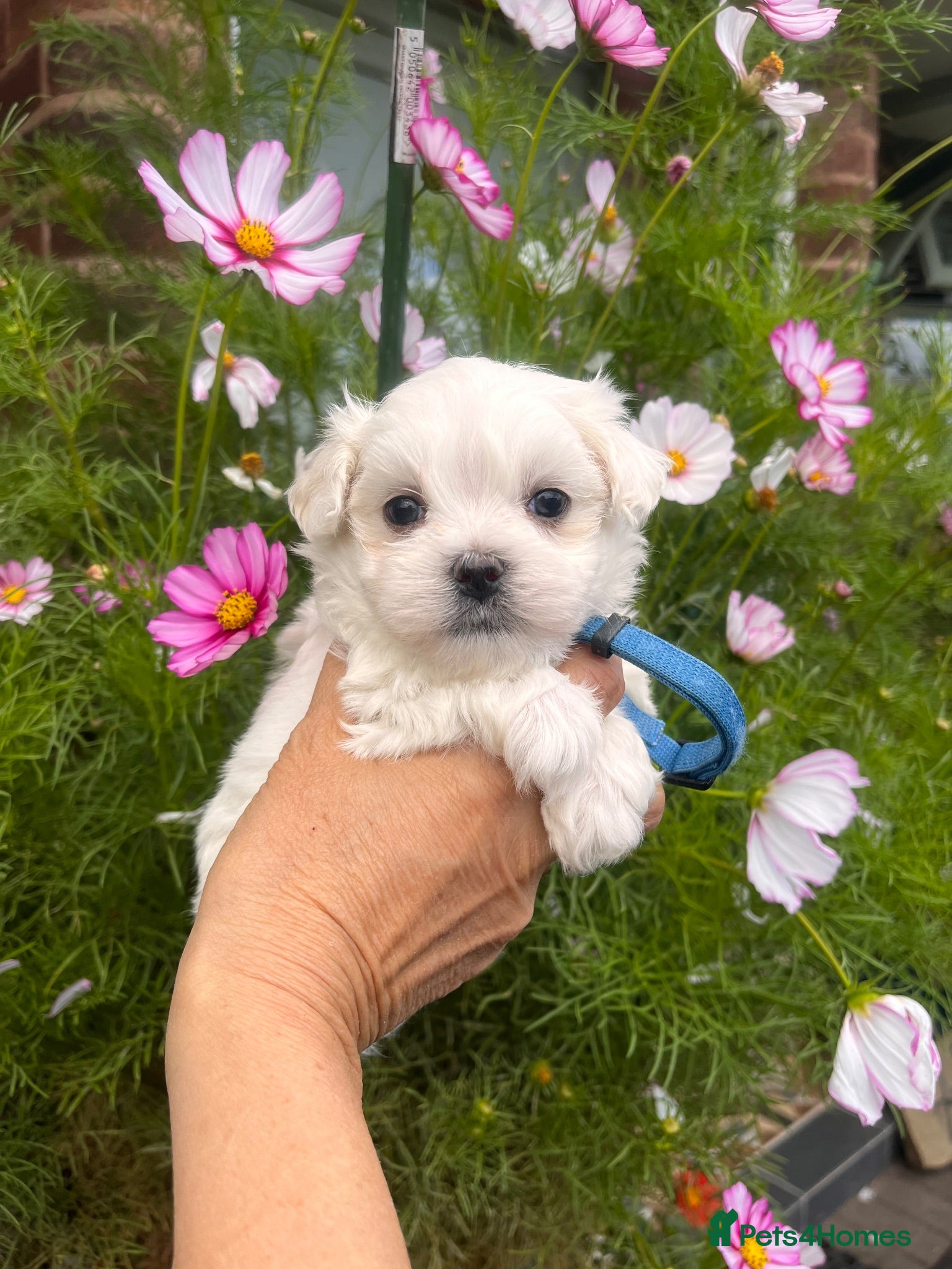 Maltese dogs Happy Tiny KC Reg Boys - Advert 1