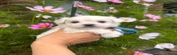 Maltese dogs for sale: Happy Tiny KC Reg Boys - Advert 3