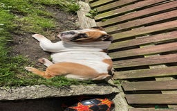 English Bulldog dogs for sale: Rehoming my English bulldog Bonnie  - Advert 4