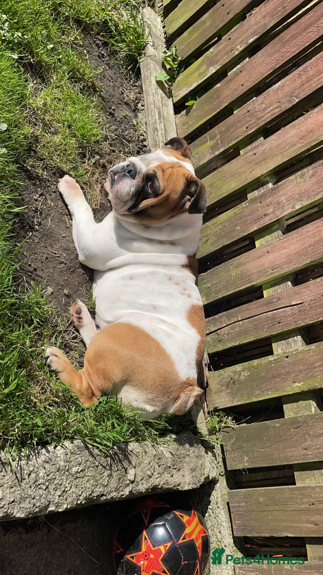 English Bulldog dogs for sale: Rehoming my English bulldog Bonnie  - Advert 4