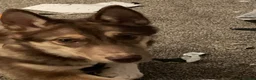 Huskita dogs for sale: Gorgeous and energetic huskita male puppy for sale in Blairgowrie - Advert 5