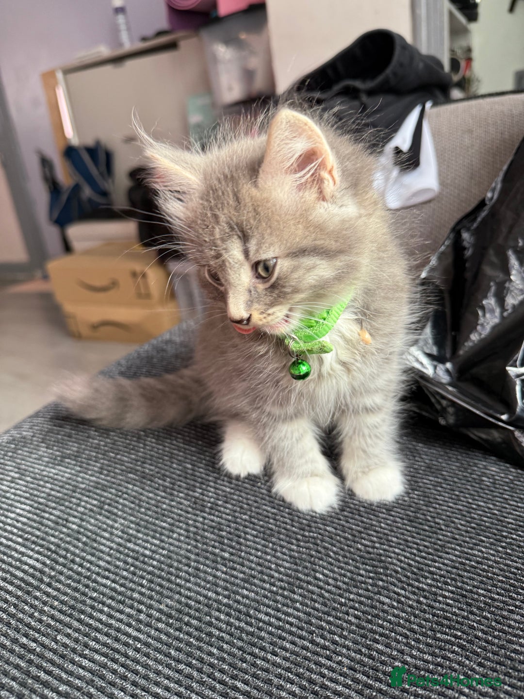 British Shorthair cats for sale: Last one left grey and white female  - Image 29