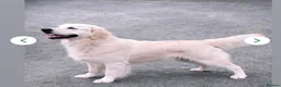 Golden Retriever dogs for sale: KC Registered Golden Retriever puppies.  in Stoke-on-Trent - Advert 6