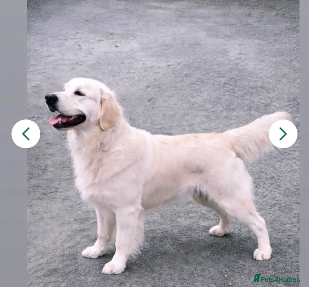 Golden Retriever dogs for sale: KC Registered Golden Retriever puppies.  in Stoke-on-Trent - Advert 6