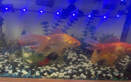 Goldfish fish for sale: Variety of fish and tank for sale in Cheltenham - Image 6