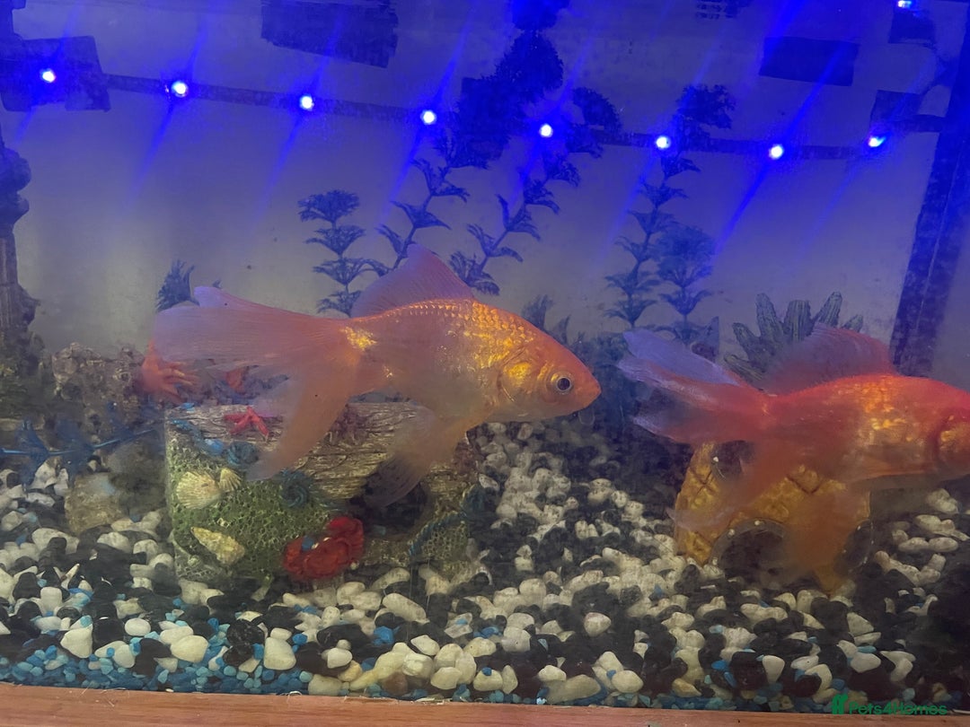 Goldfish fish for sale: Variety of fish and tank for sale in Cheltenham - Image 6