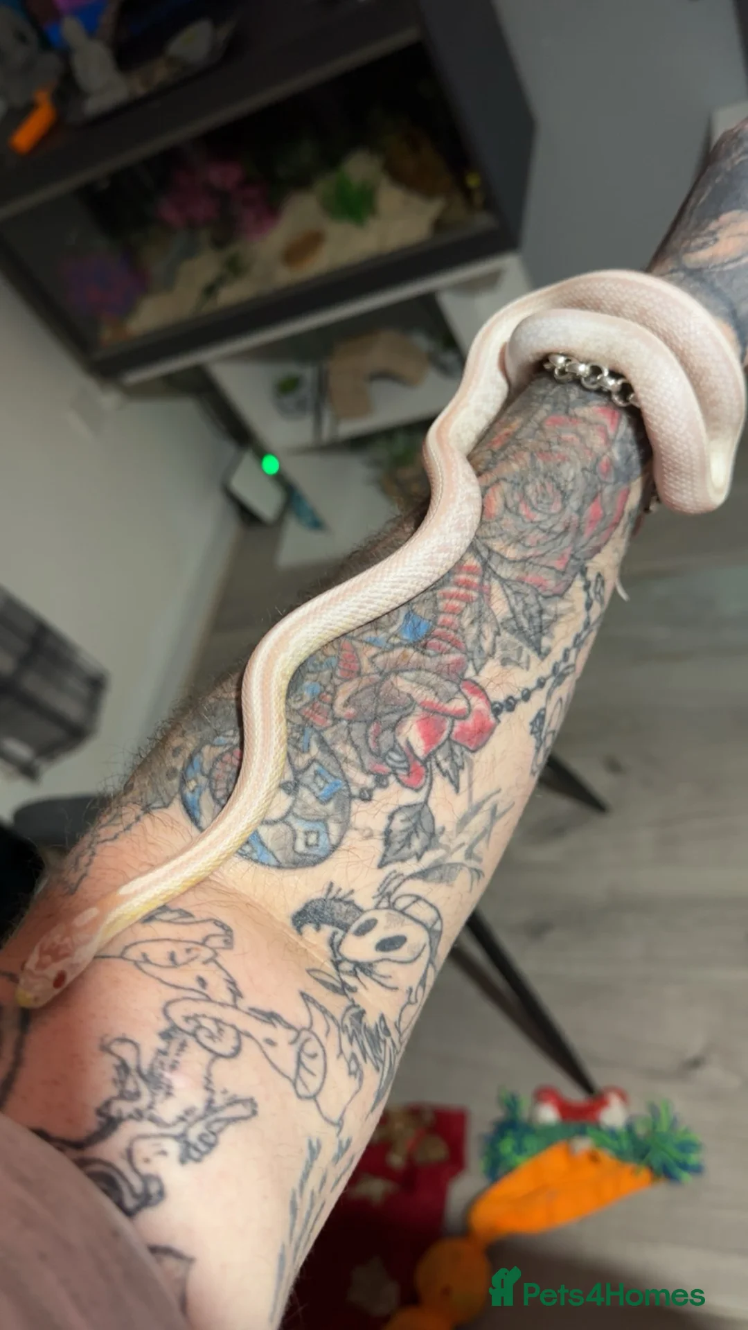 Corn Snake reptiles for sale: Corn snake  - Advert 10