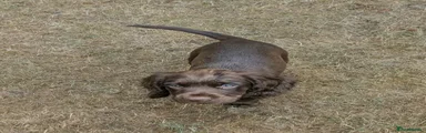 Sprocker 4