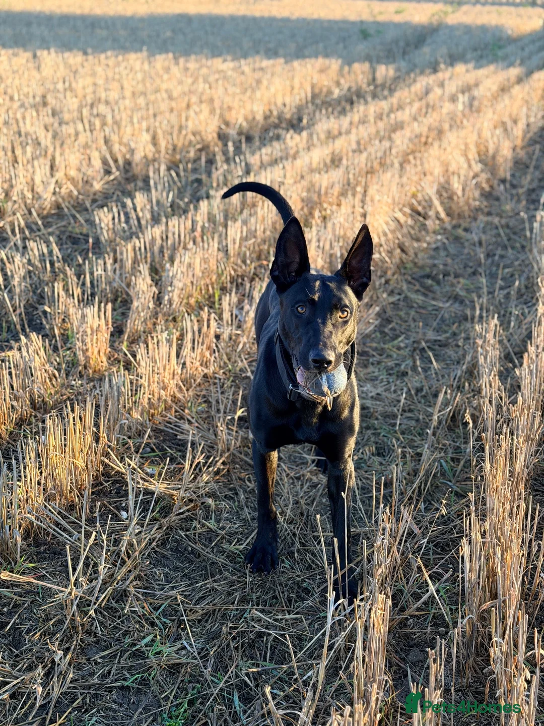 Mixed Breed dogs for sale: Belgian Malinois X Doberman in Margate - Advert 5
