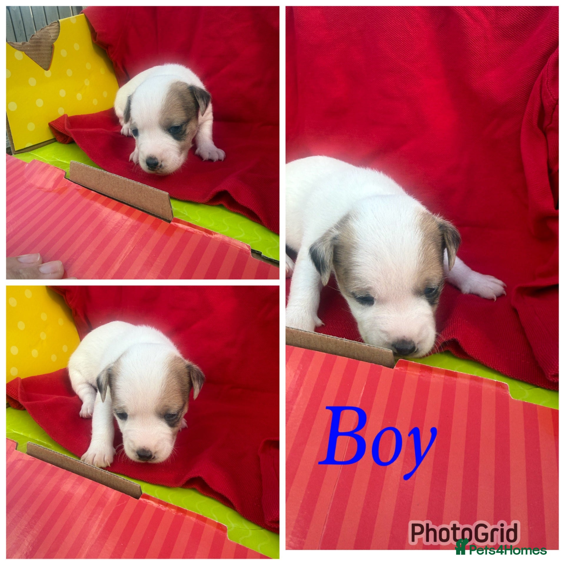 Jack Russell dogs Stunning jack Russell puppies  - Advert 6