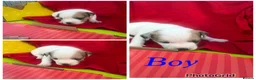 Jack Russell dogs for sale: Stunning jack Russell puppies  in Doncaster - Advert 8