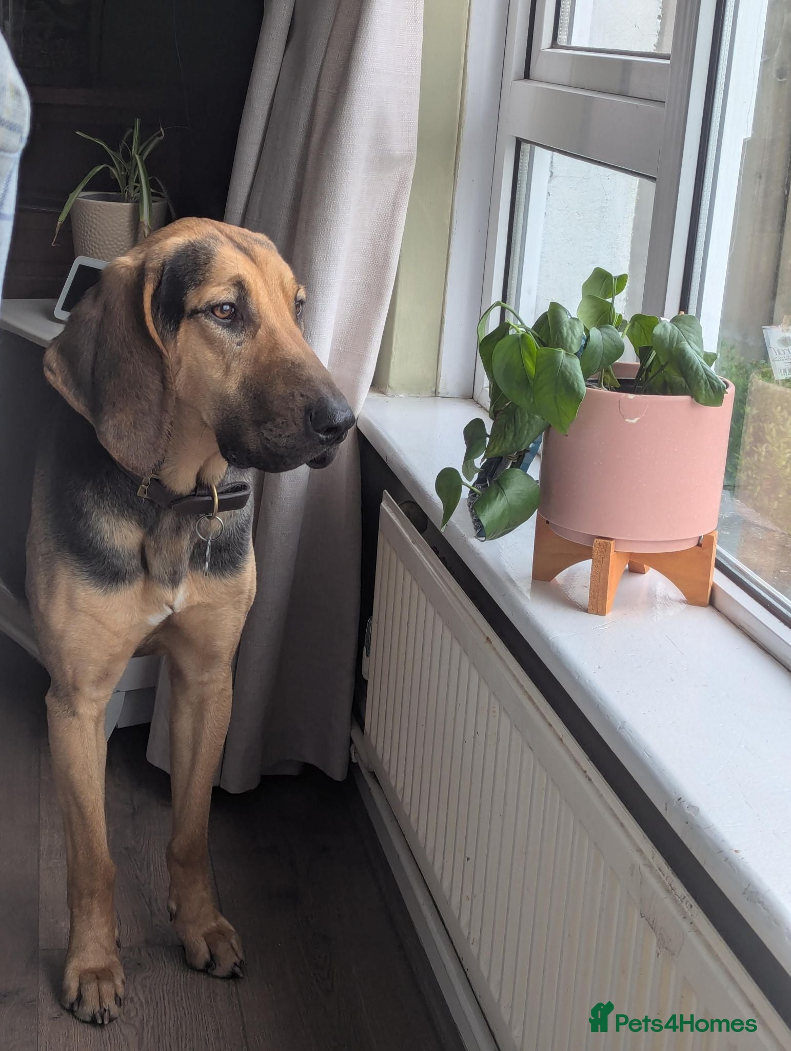 Bloodhound dogs Loving Bloodhound looking for an active home - Advert 1