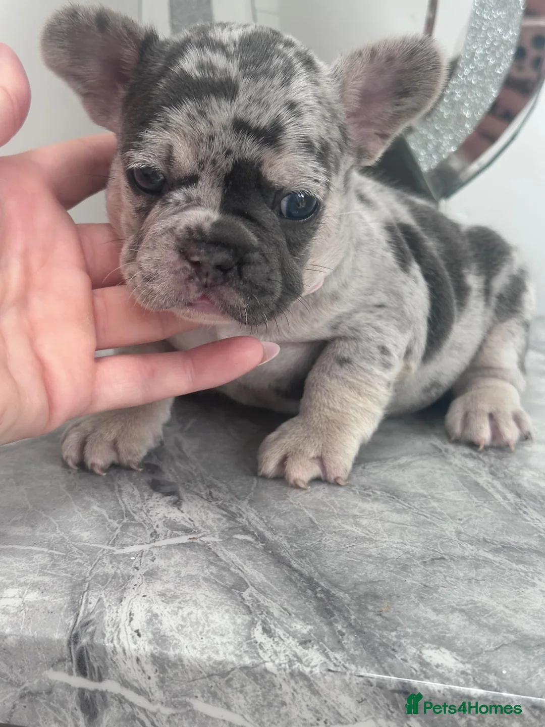 French Bulldog dogs for sale: Quality French Bulldog Puppies  in Sunderland - Advert 36