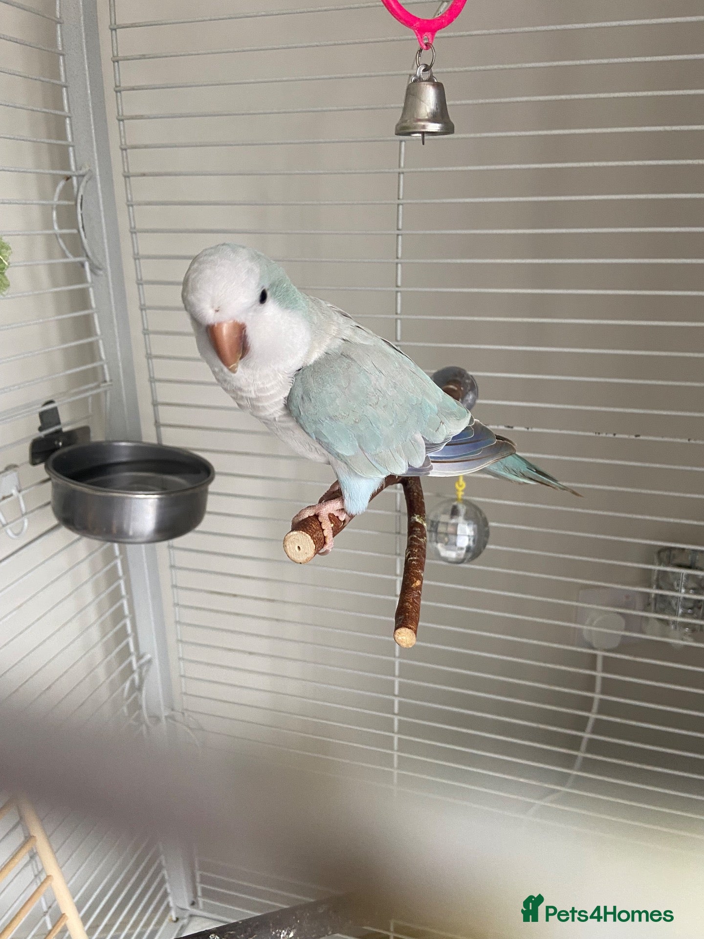 Parakeets birds Female Quaker  - Advert 13