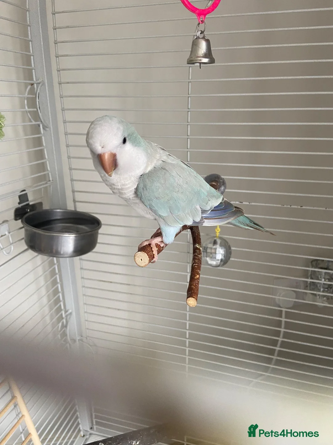 Parakeets birds for sale: Female Quaker  in Halifax - Advert 1