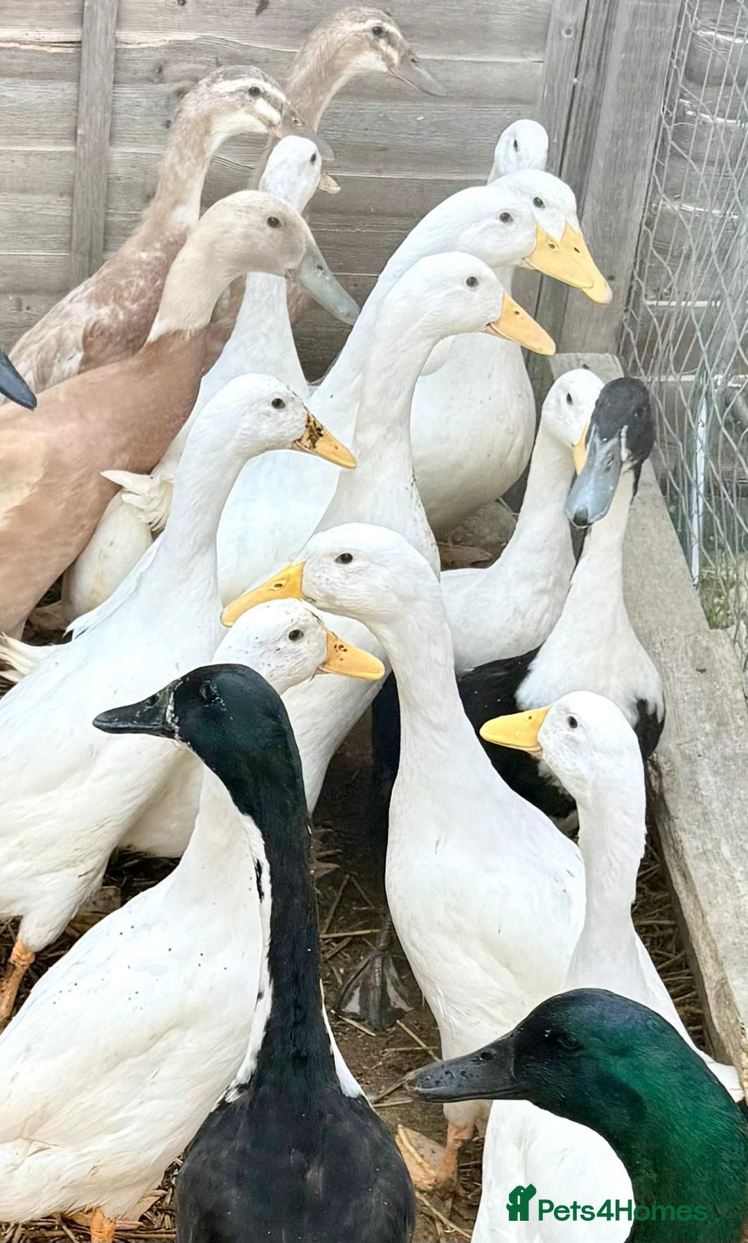 Ducks poultry for sale: Cherry Valley Ducks - READY NOW - Image 3