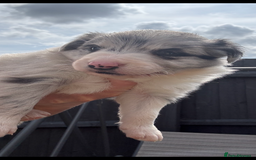 Border Collie dogs for sale: Fluffy long coat Blue merle border collie puppies - Image 40