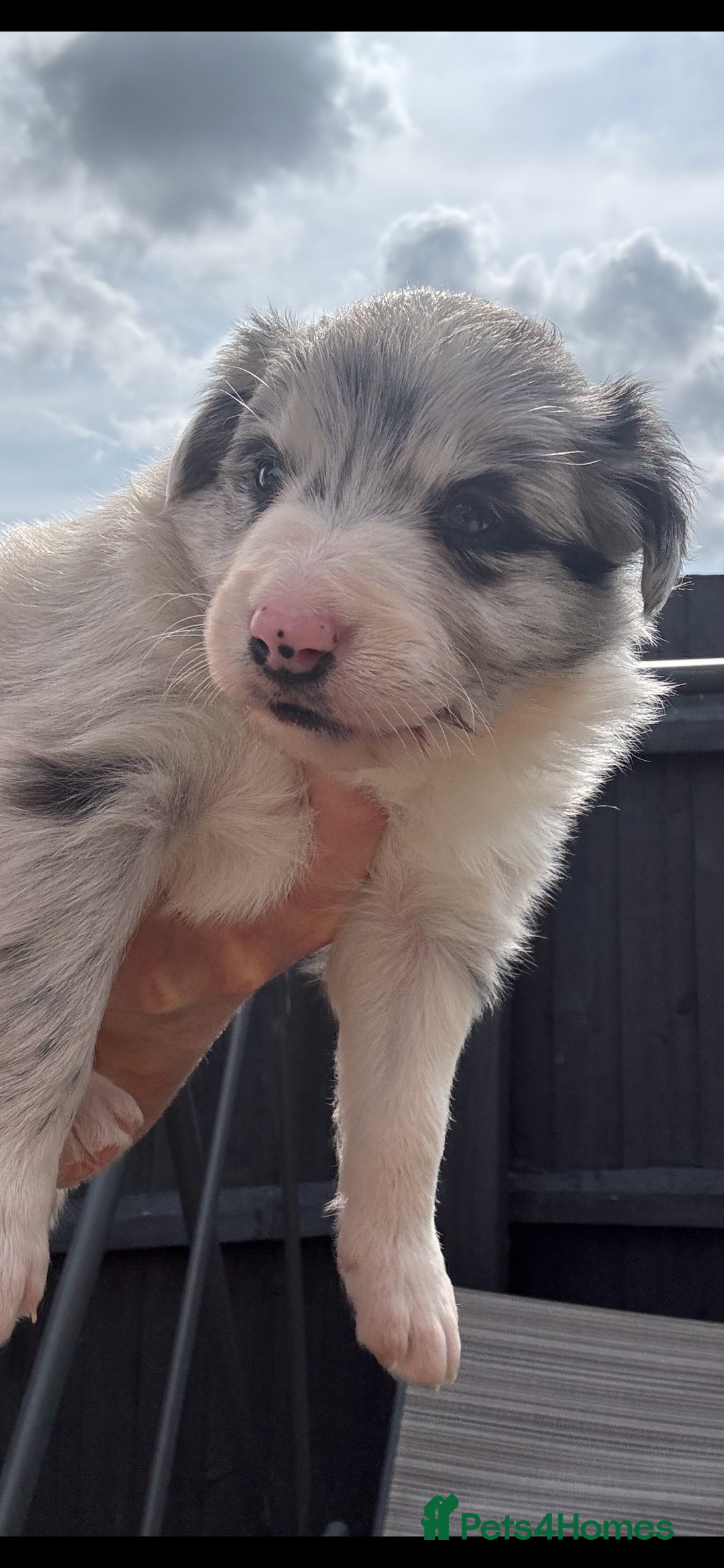 Border Collie dogs for sale: Fluffy long coat Blue merle border collie puppies - Image 40