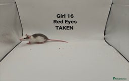 Rat rodents for sale: OCT: 32 Rats (7 Rats: 4 Boys, 3 Girls Left) - Advert 27
