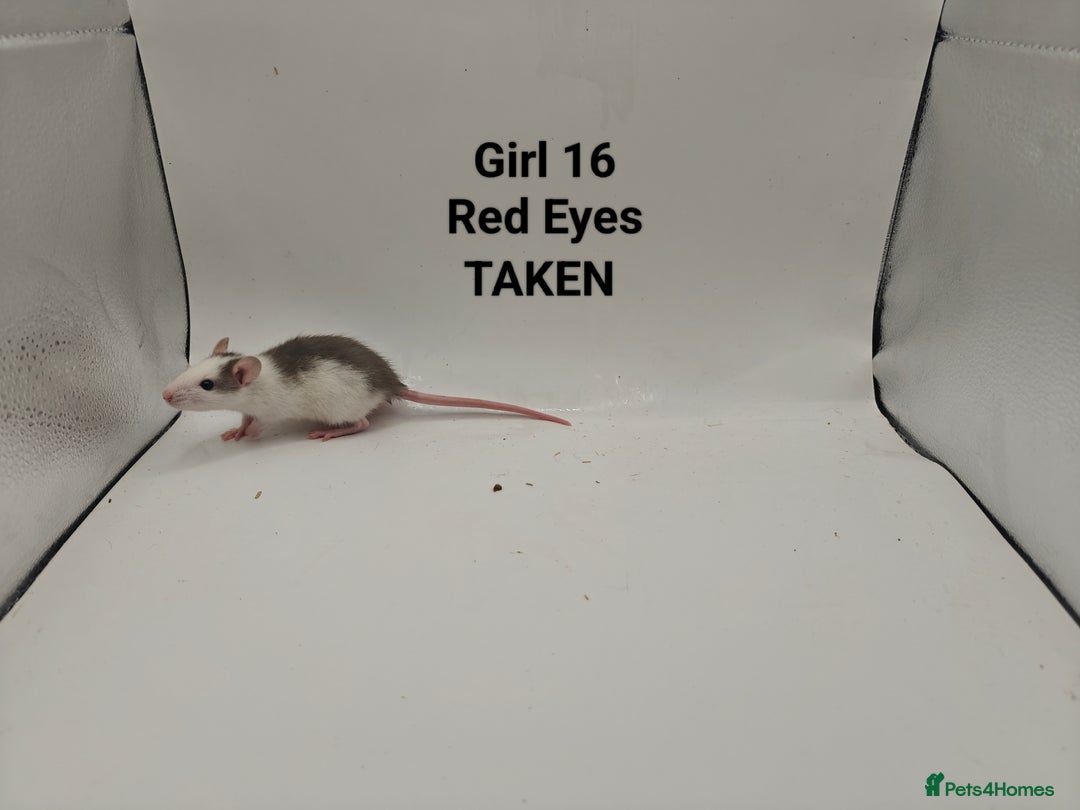 Rat rodents for sale: OCT: 32 Rats (7 Rats: 4 Boys, 3 Girls Left) - Advert 27