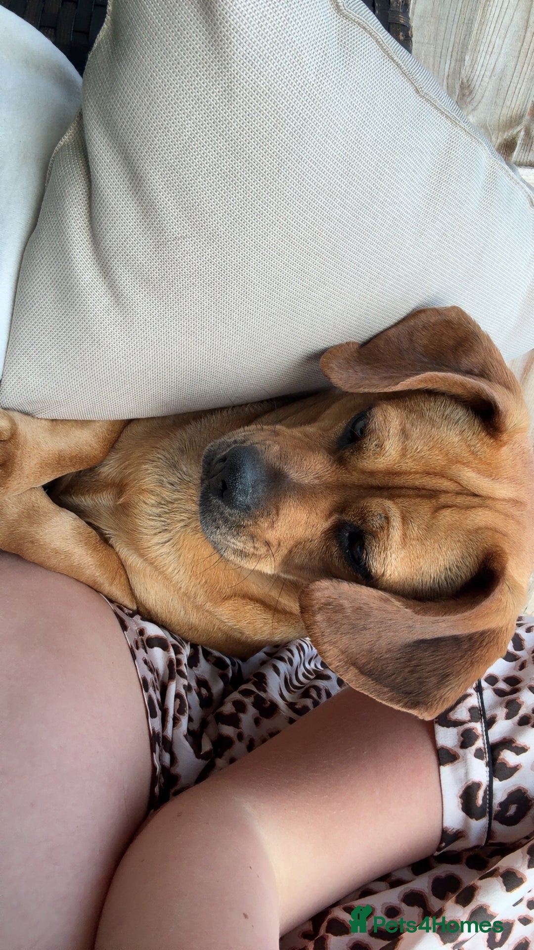 Mixed Breed dogs for sale: Dachshund + pug - Image 1