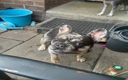 French Bulldog dogs for stud: French bull dog Merle stud  - Image 4