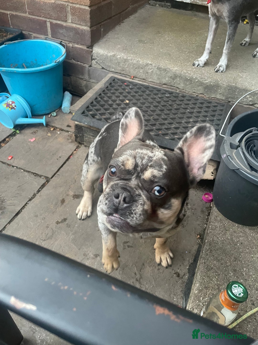 French Bulldog dogs for stud: French bull dog Merle stud  - Image 4