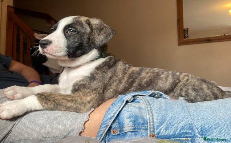 Mixed Breed dogs - Advert 1