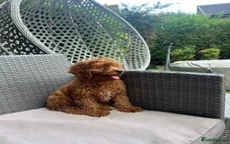 Cavapoo dogs for sale: A lovely toy cavapoo boy  - Image 8