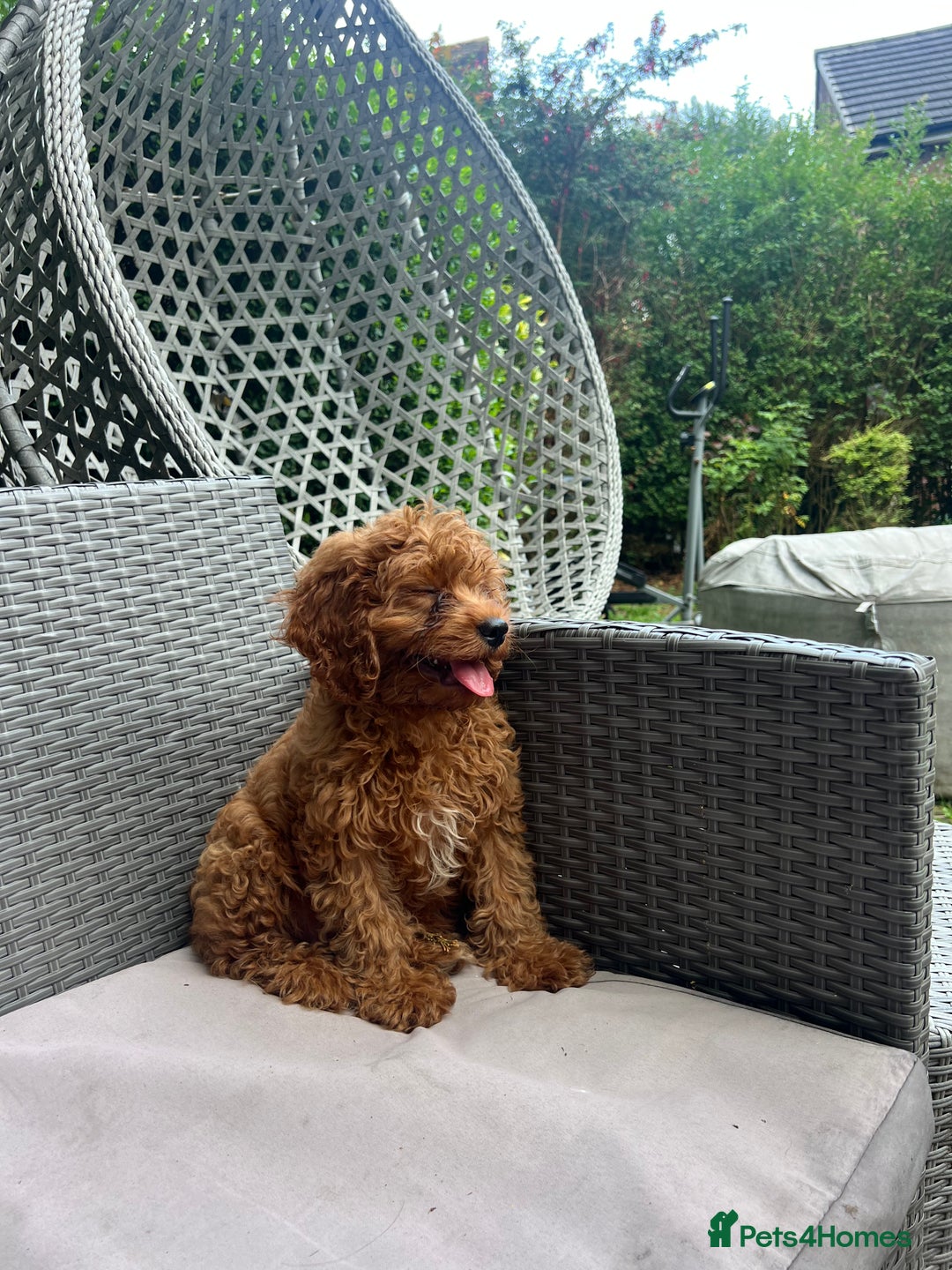Cavapoo dogs for sale: A lovely toy cavapoo boy  - Image 8